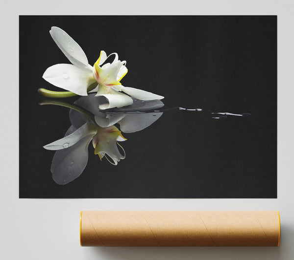 Orchid On Black Poster