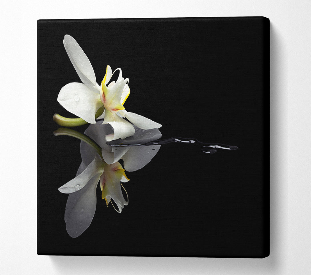  A Canvas Print of Orchid on black Canvas Art