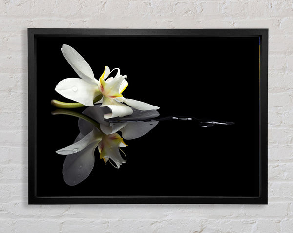 Orchid on black Framed Print