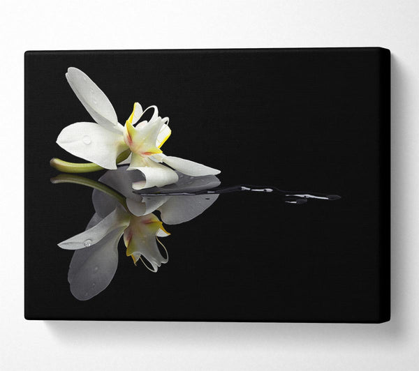  A Canvas Print of Orchid on black Canvas Art
