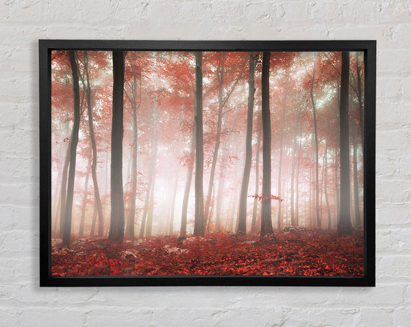 Red misty woods Framed Print