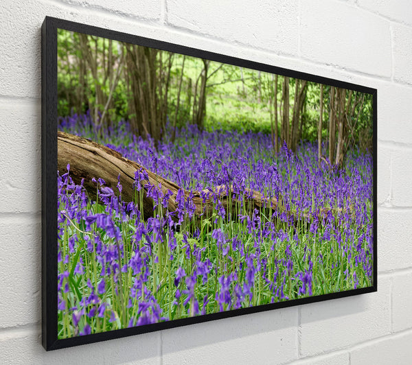 Purple flowers in the meadow