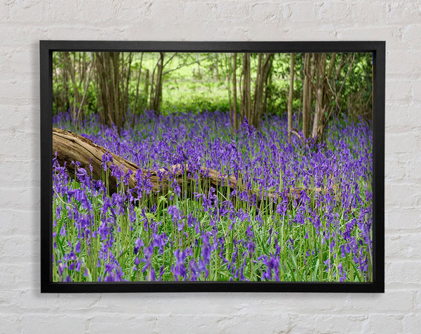Purple flowers in the meadow Framed Print