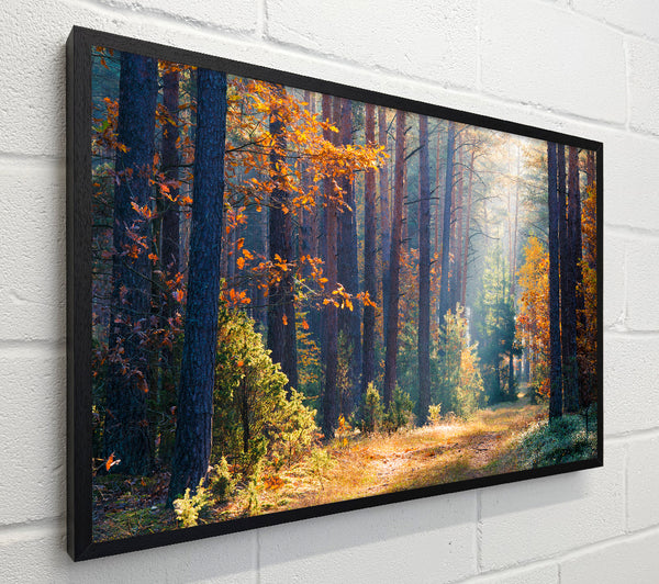 Forest of tall trees