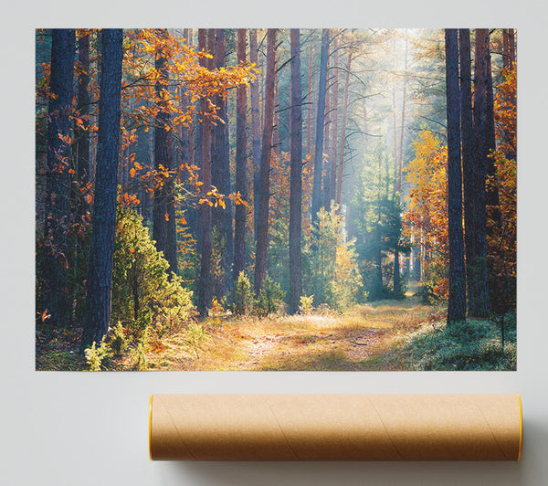 Forest Of Tall Trees Poster