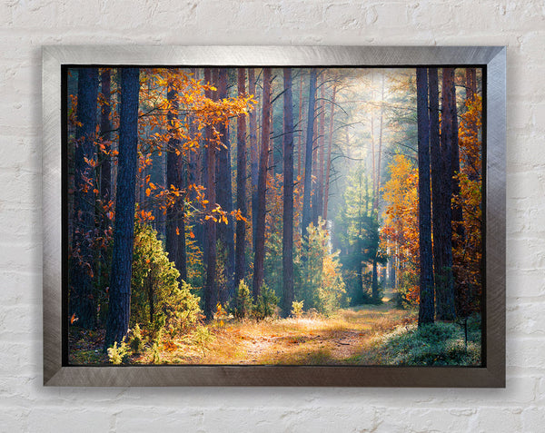 Forest of tall trees Framed Print