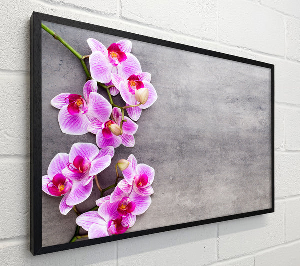 Pink Orchids on grey