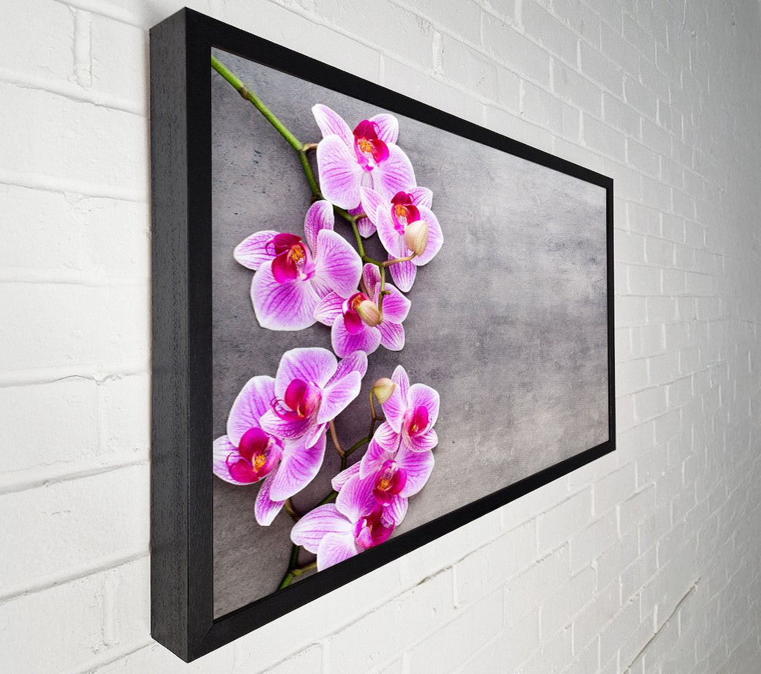 A Canvas Print of Pink Orchids on grey Canvas Print