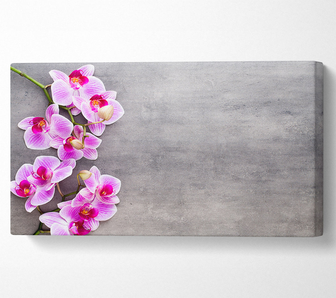  A Canvas Print of Pink Orchids on grey Canvas Print