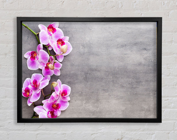 Pink Orchids on grey Framed Print