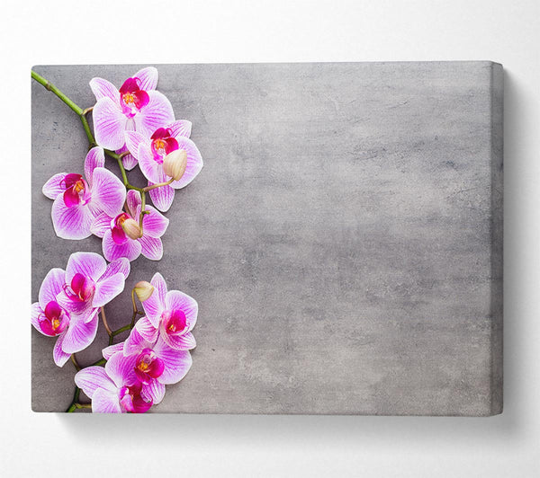 A Canvas Print of Pink Orchids on grey Canvas Print