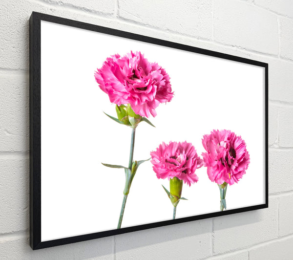 Pink flowers standing up