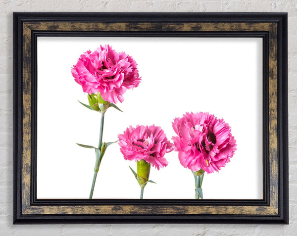 Pink flowers standing up Framed Print