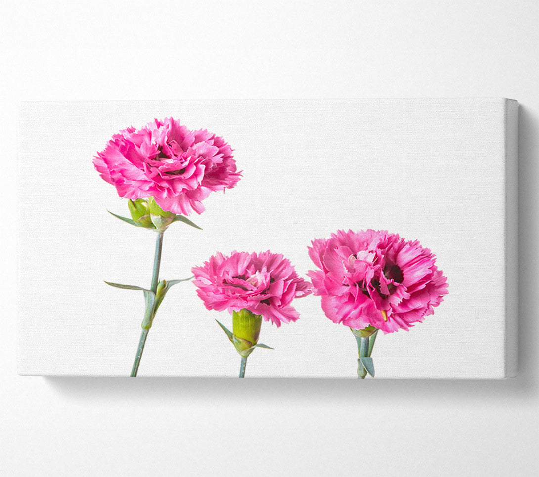  A Canvas Print of Pink flowers standing up Canvas Print