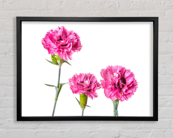 Pink flowers standing up Framed Print