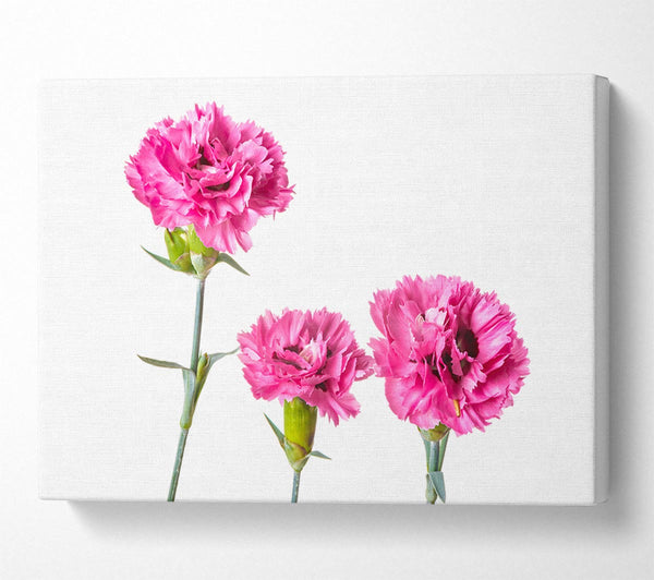  A Canvas Print of Pink flowers standing up Canvas Print