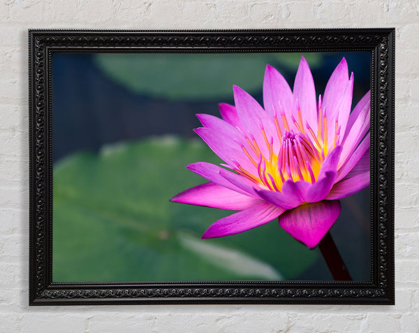 Lotus flower up close pink Framed Print