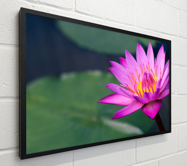 Lotus flower up close pink
