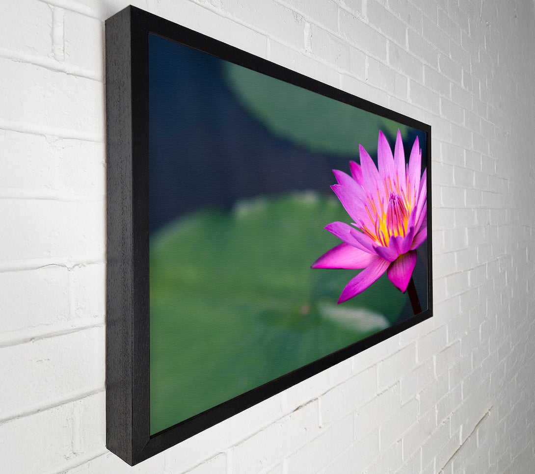  A Canvas Print of Lotus flower up close pink Canvas Art