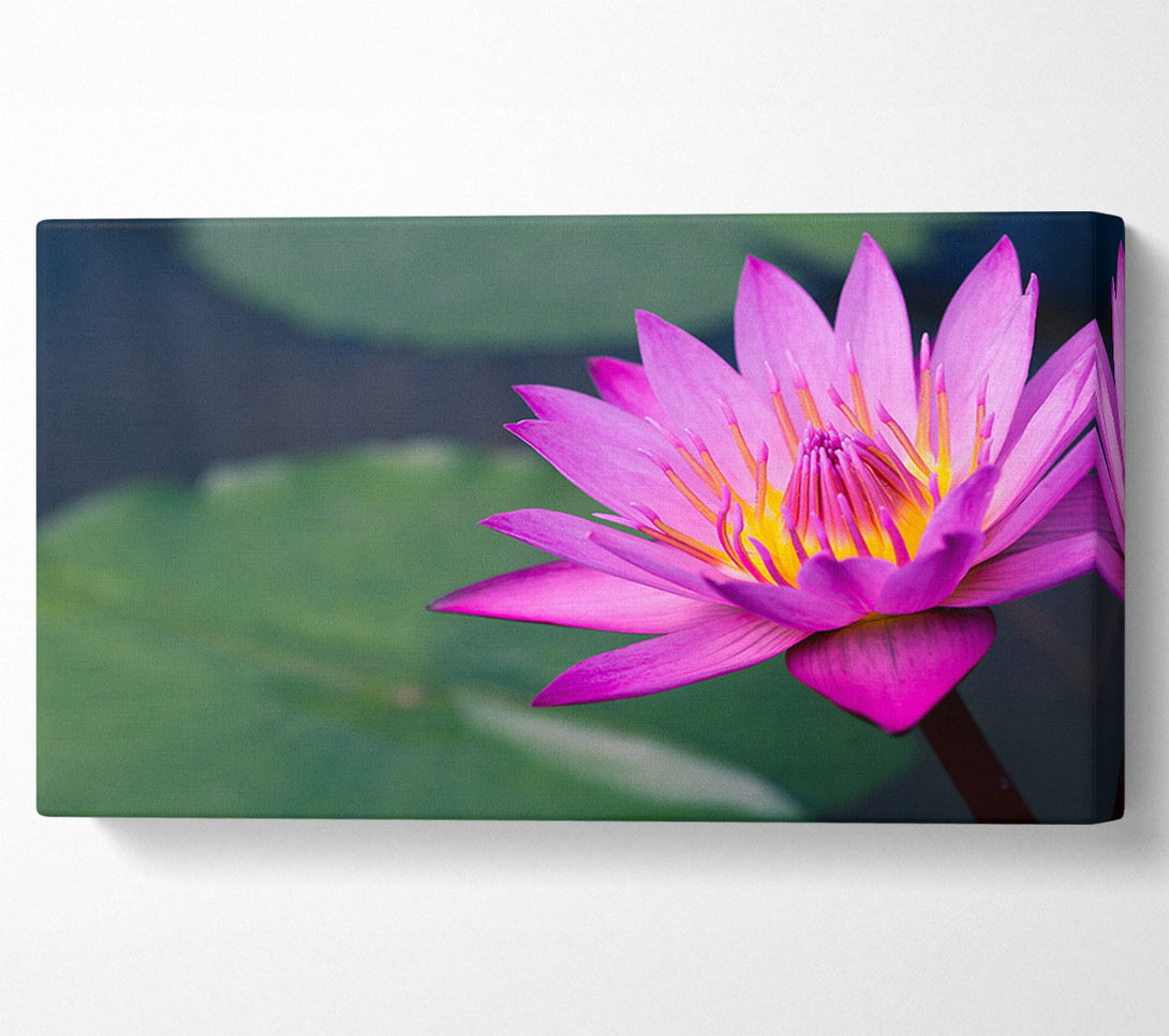 A Canvas Print of Lotus flower up close pink Canvas Art