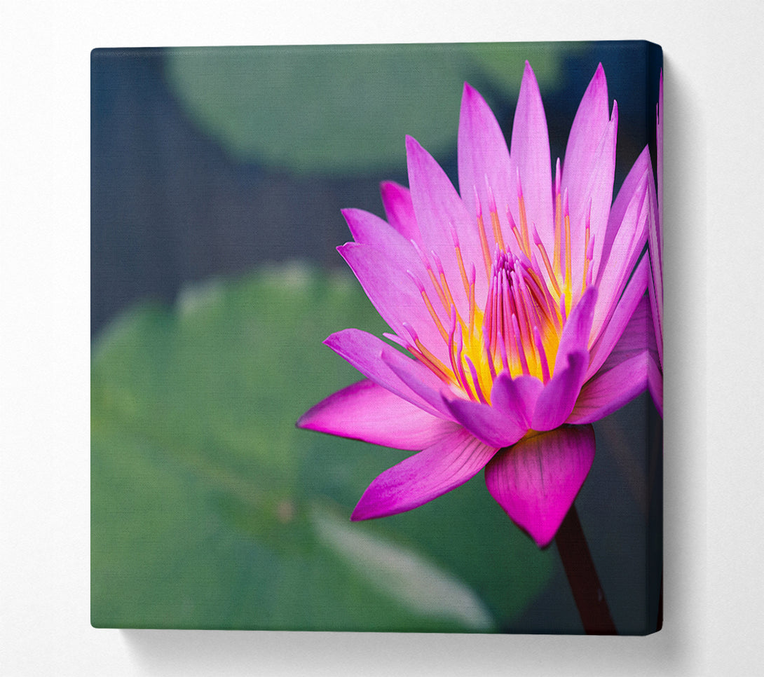  A Canvas Print of Lotus flower up close pink Canvas Art