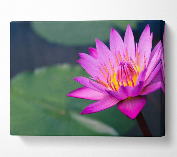  A Canvas Print of Lotus flower up close pink Canvas Art