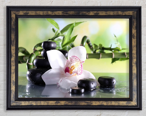 Orchids on the stones bamboo Framed Print