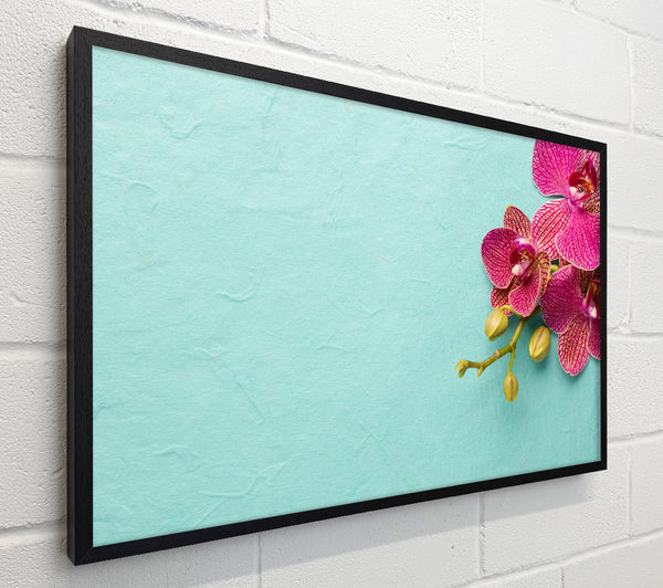 Orchids on the blue