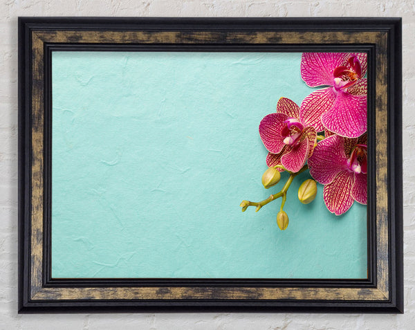 Orchids on the blue Framed Print