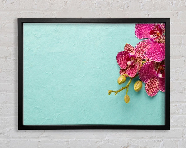 Orchids on the blue Framed Print