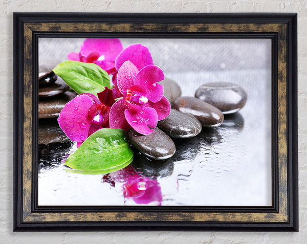 Orchids on the wet pebbles Framed Print