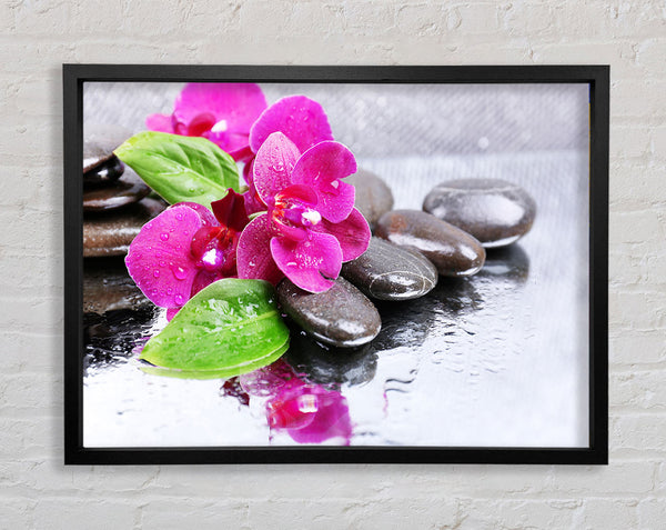 Orchids on the wet pebbles Framed Print