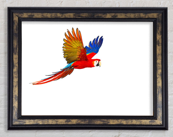 parrot in flight Framed Print