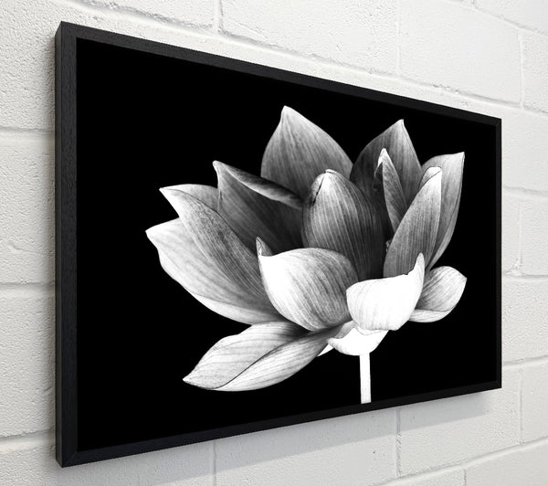 Black and white flower beauty