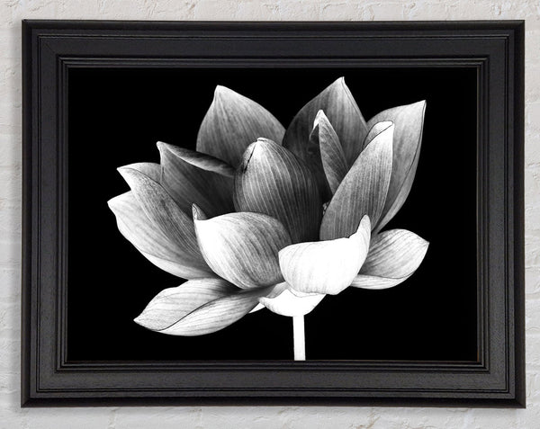 Black and white flower beauty Framed Print