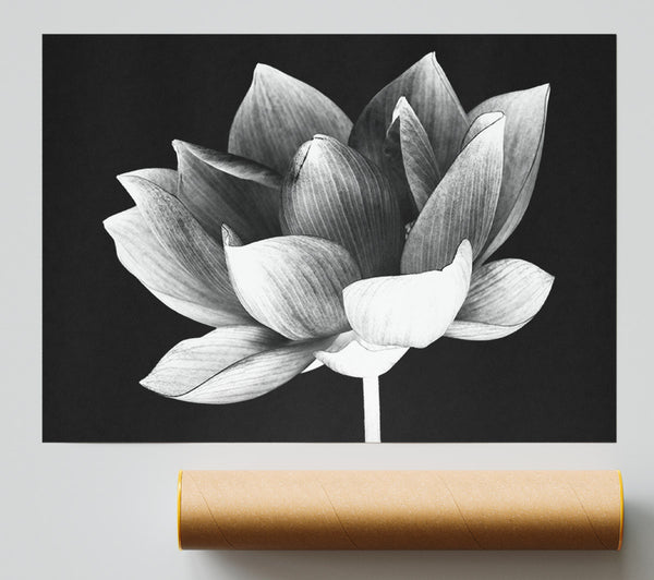 Black And White Flower Beauty Print