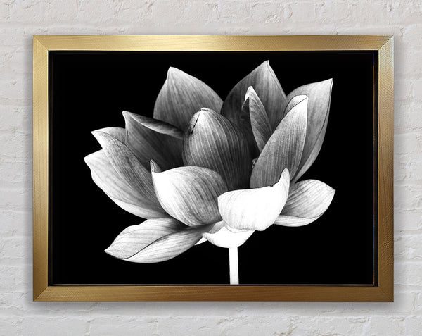 Black and white flower beauty Framed Print
