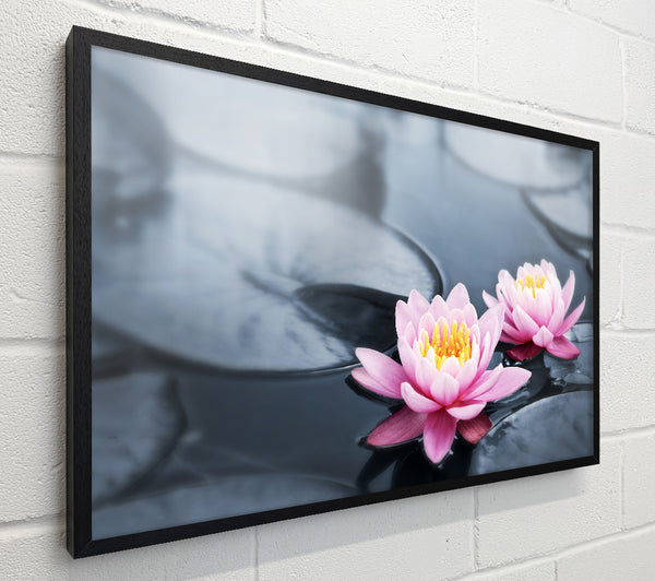 Flowers on the water floating