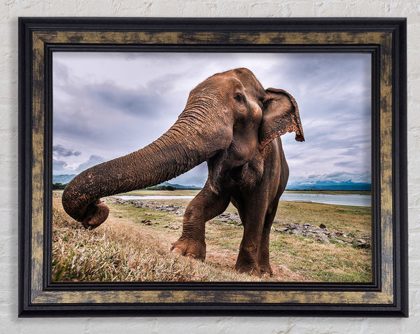 Elephant coming up close Framed Print