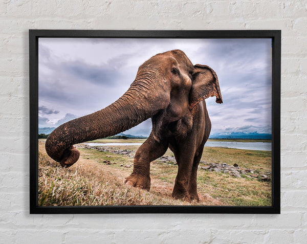 Elephant coming up close Framed Print
