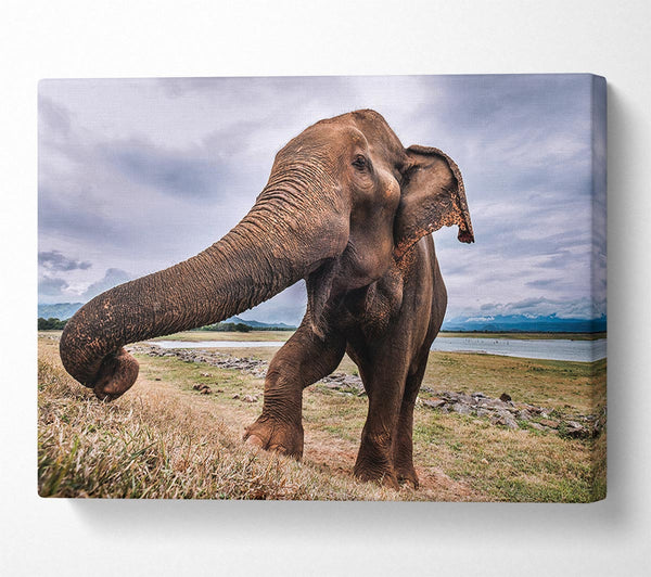  A Canvas Print of Elephant coming up close Canvas Print
