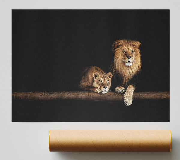 Lions Resting In The Dark Poster