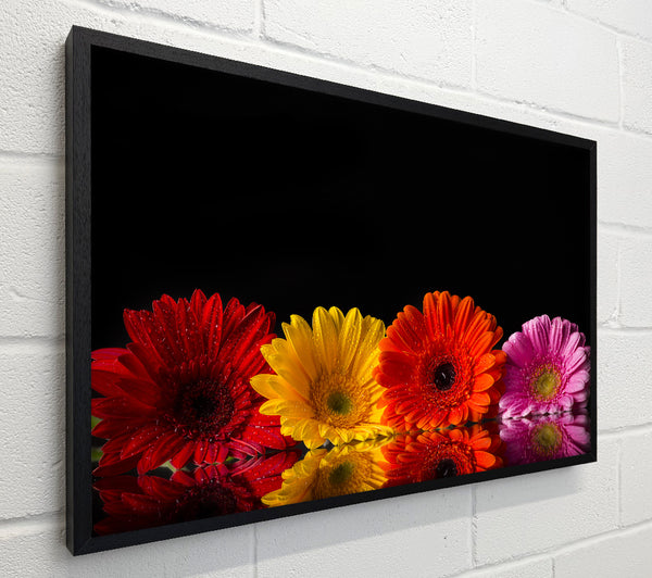 Multi coloured gerberas