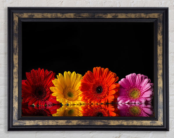 Multi coloured gerberas Framed Print