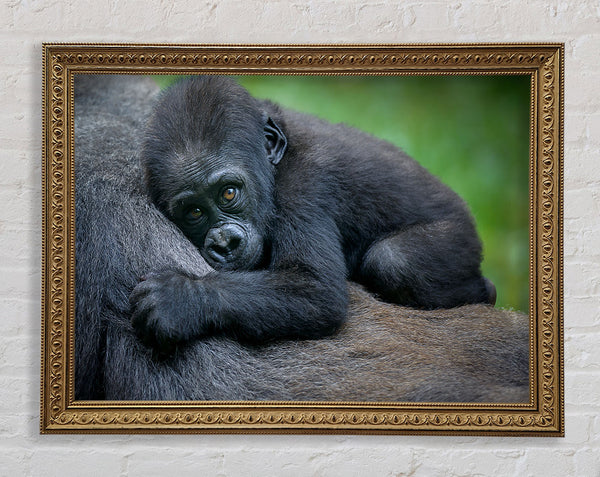 Baby gorilla Holding on Framed Print