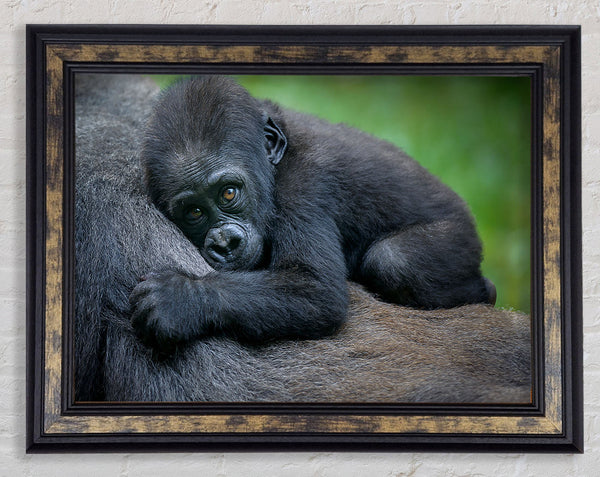 Baby gorilla Holding on Framed Print