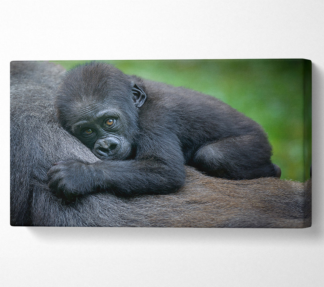  A Canvas Print of Baby gorilla Holding on Canvas Wall Art