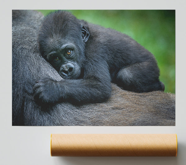 Baby Gorilla Holding On Print