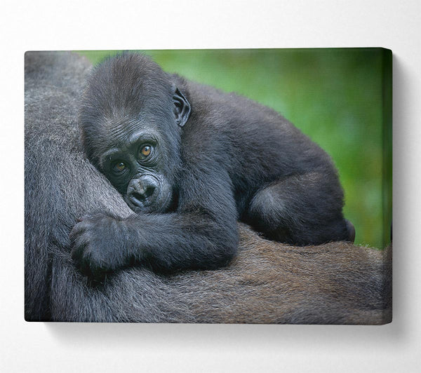  A Canvas Print of Baby gorilla Holding on Canvas Wall Art