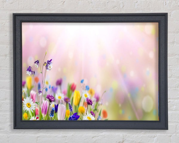 Mixed colourful flowers Framed Print